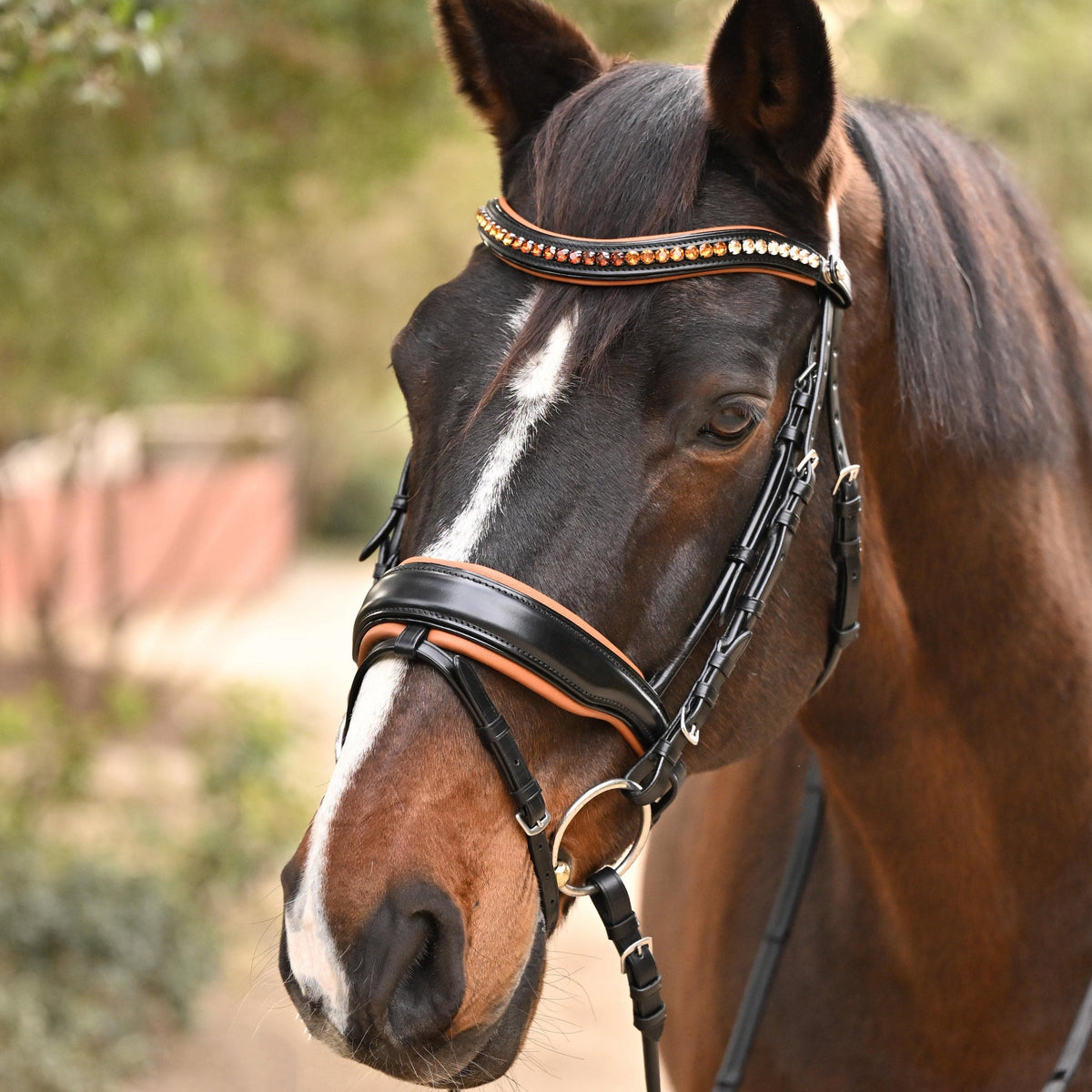 Bridles, Browbands & Parts
