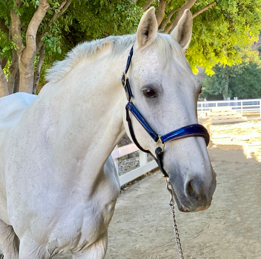 Revolution Cobalt Blue Leather Halter