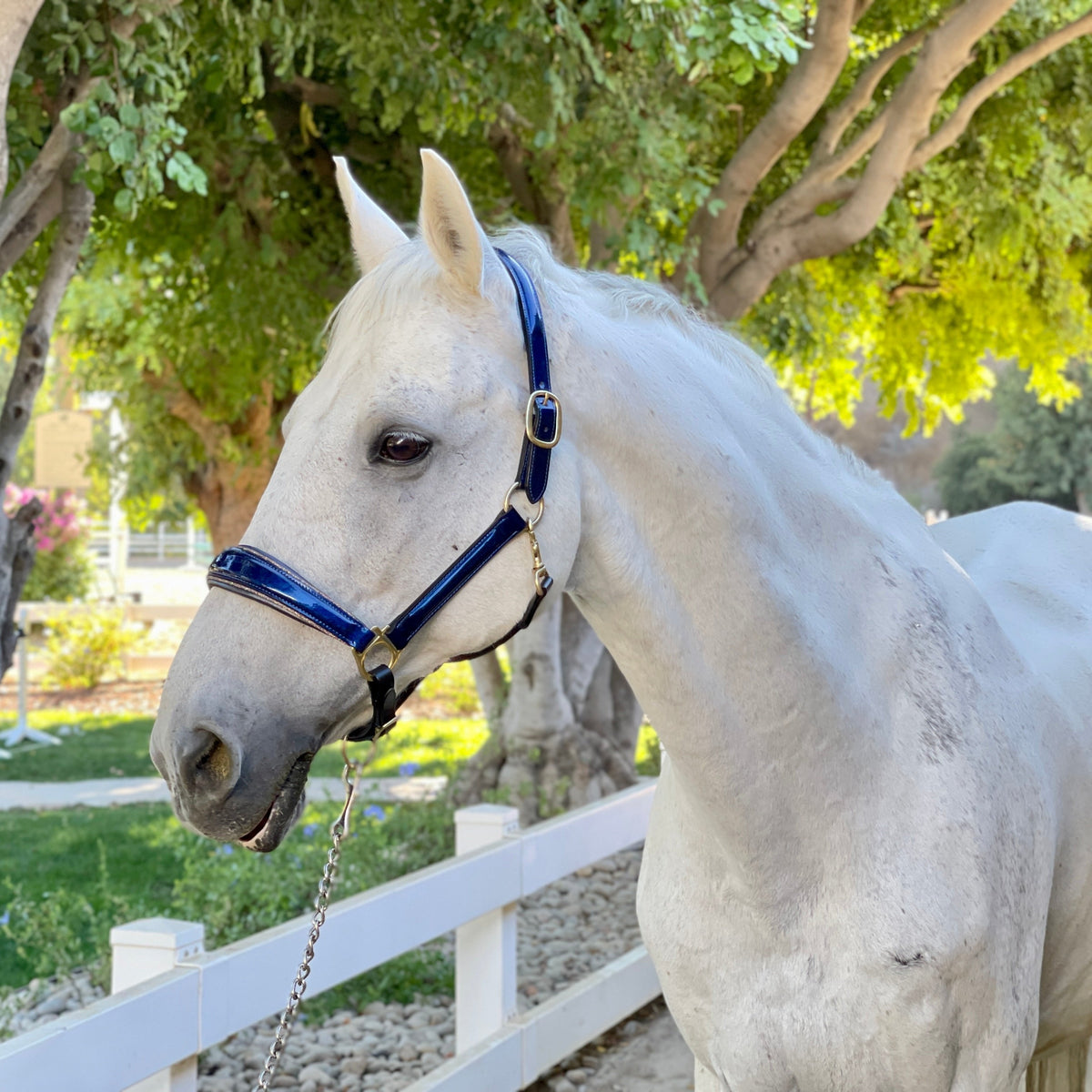 Revolution Cobalt Blue Leather Halter