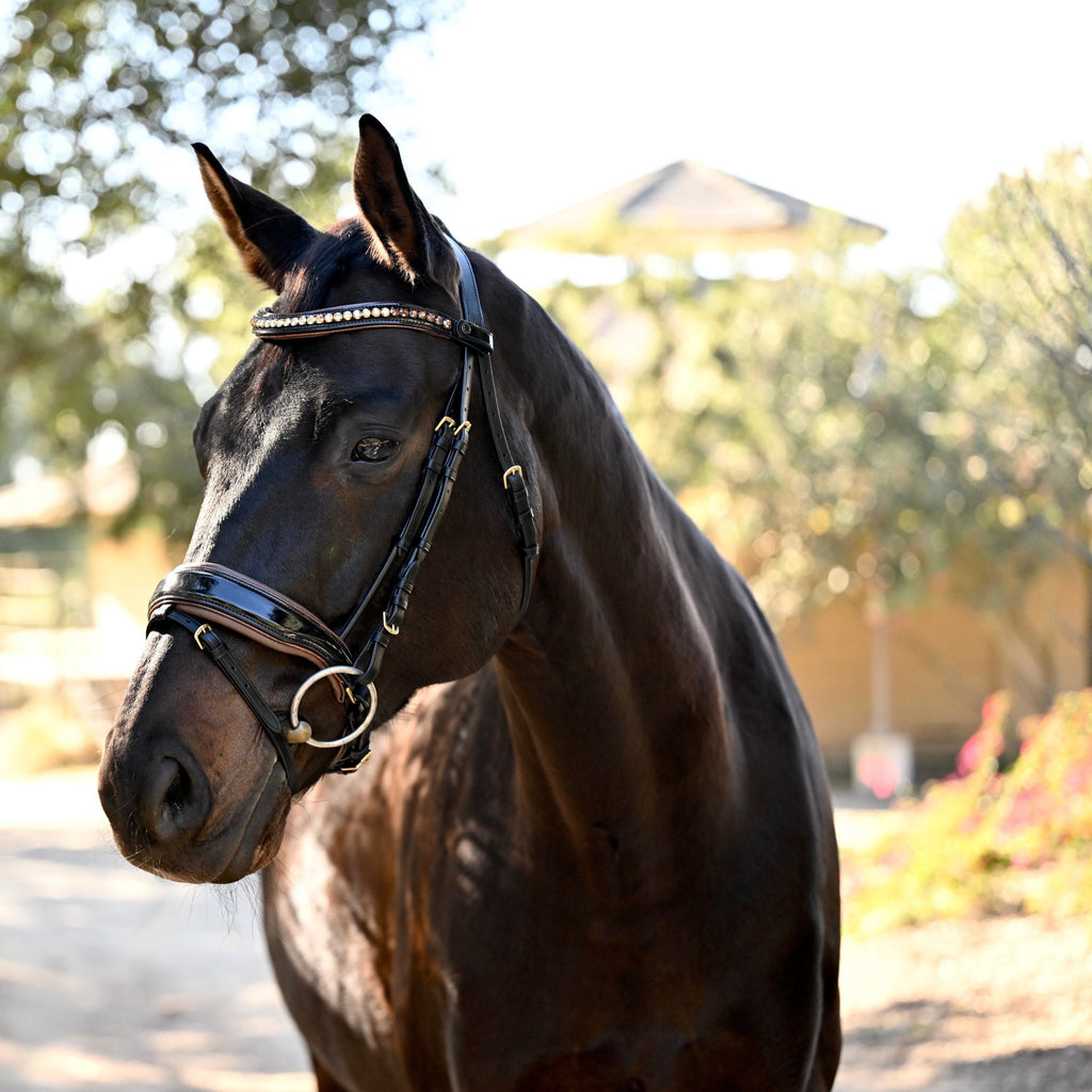 The Palermo Black Patent Leather Snaffle with Brown Padding