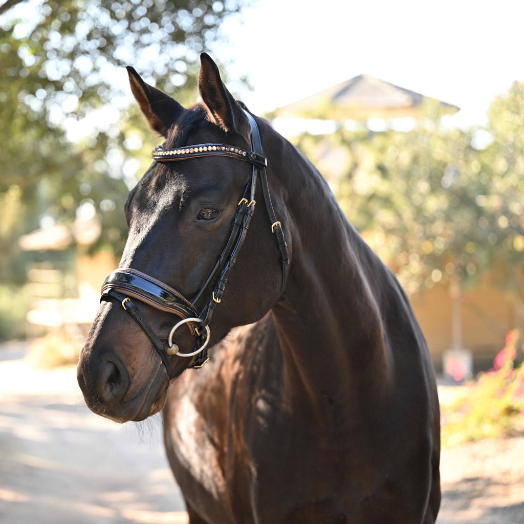 The Palermo Black Patent Leather Snaffle with Brown Padding