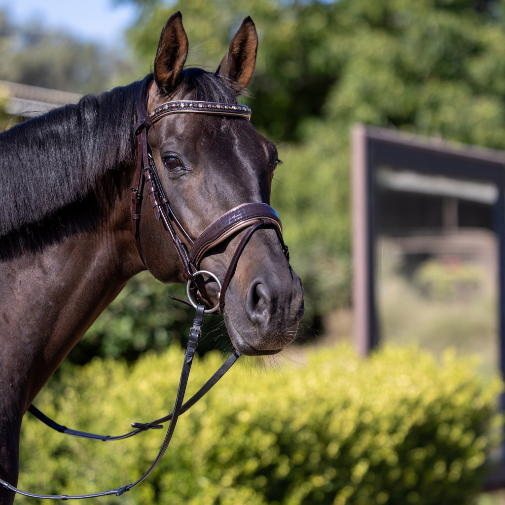 The Sun King Brown Patent Leather Snaffle Bridle