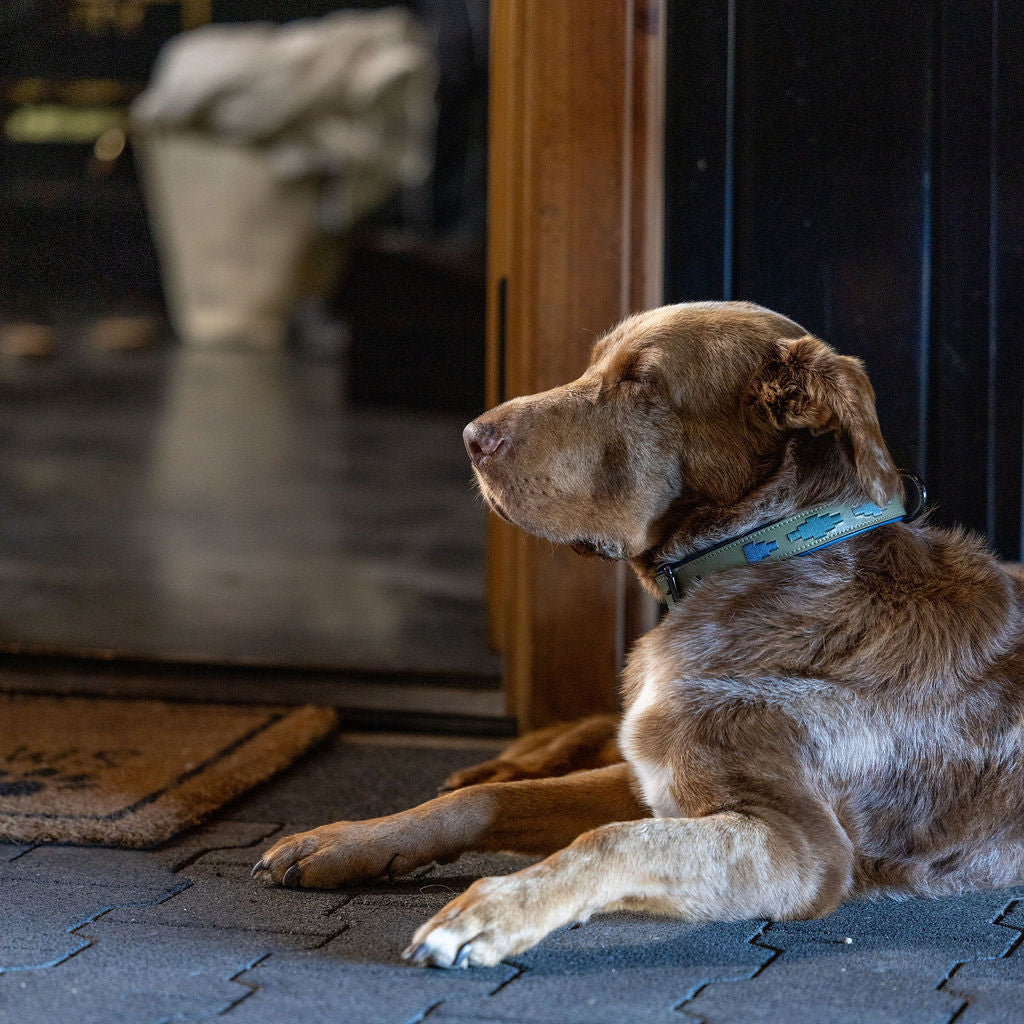Azura Leather Dog Collar