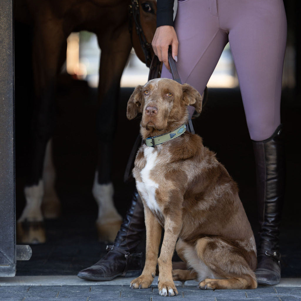 Azura Leather Dog Collar