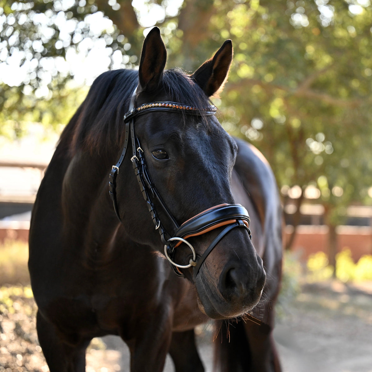 The Tuscany Black Leather Rolled Leather Snaffle Bridle with Removable Flash